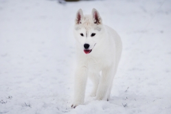 Hope - Wspolne zabawy szczeniat 11 tygodni